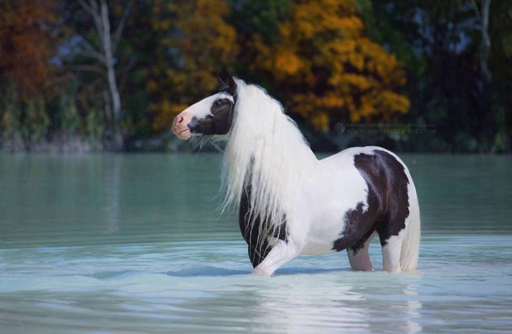 Katarzyna Okrzesik (11)