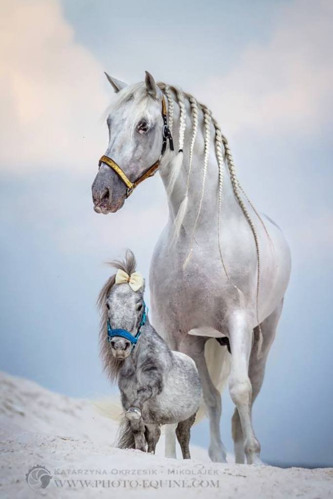 Katarzyna Okrzesik (2)