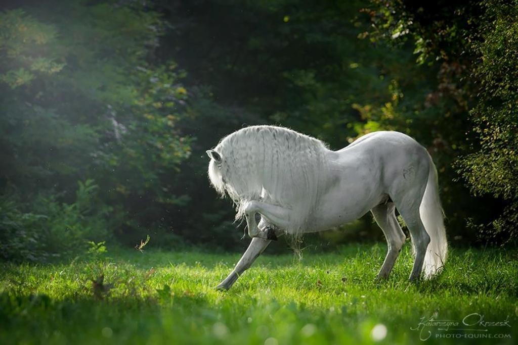 Katarzyna Okrzesik (3)