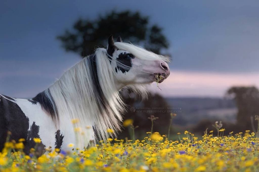 Katarzyna Okrzesik (4)