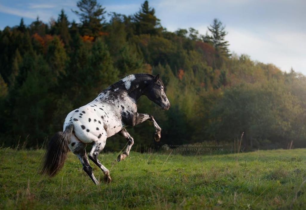 Katarzyna Okrzesik (7)
