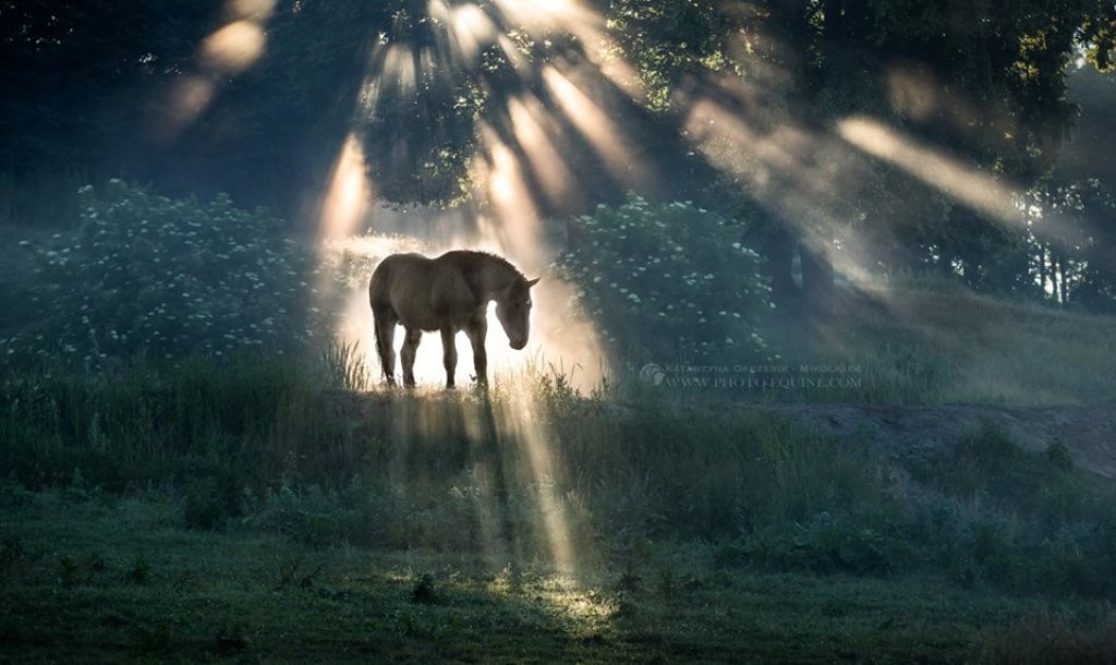 Katarzyna Okrzesik (9)