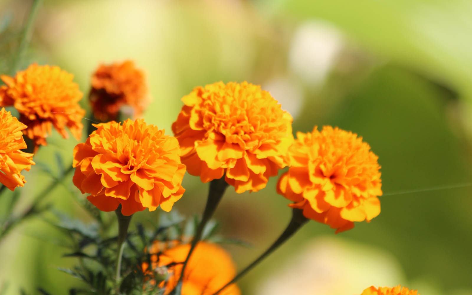 Marigold Flowers Wallpapers 03