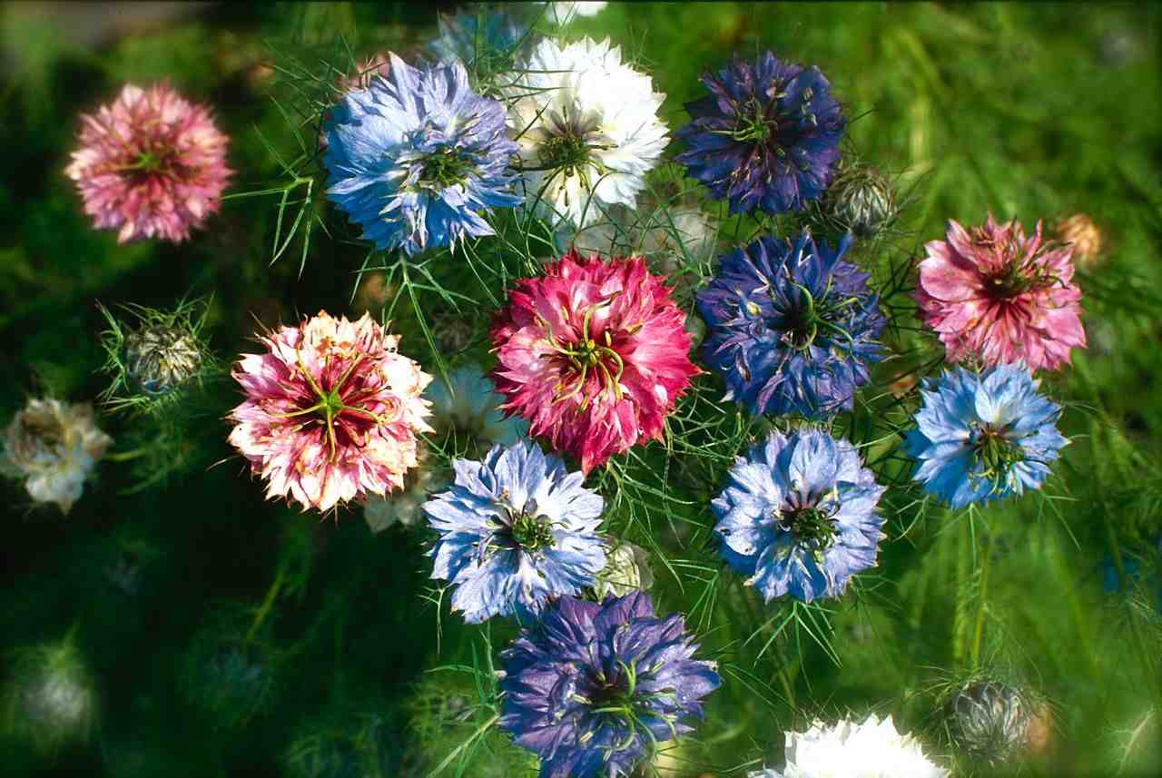 Top 10 Most Popular Flowers to Plant in Your Garden.