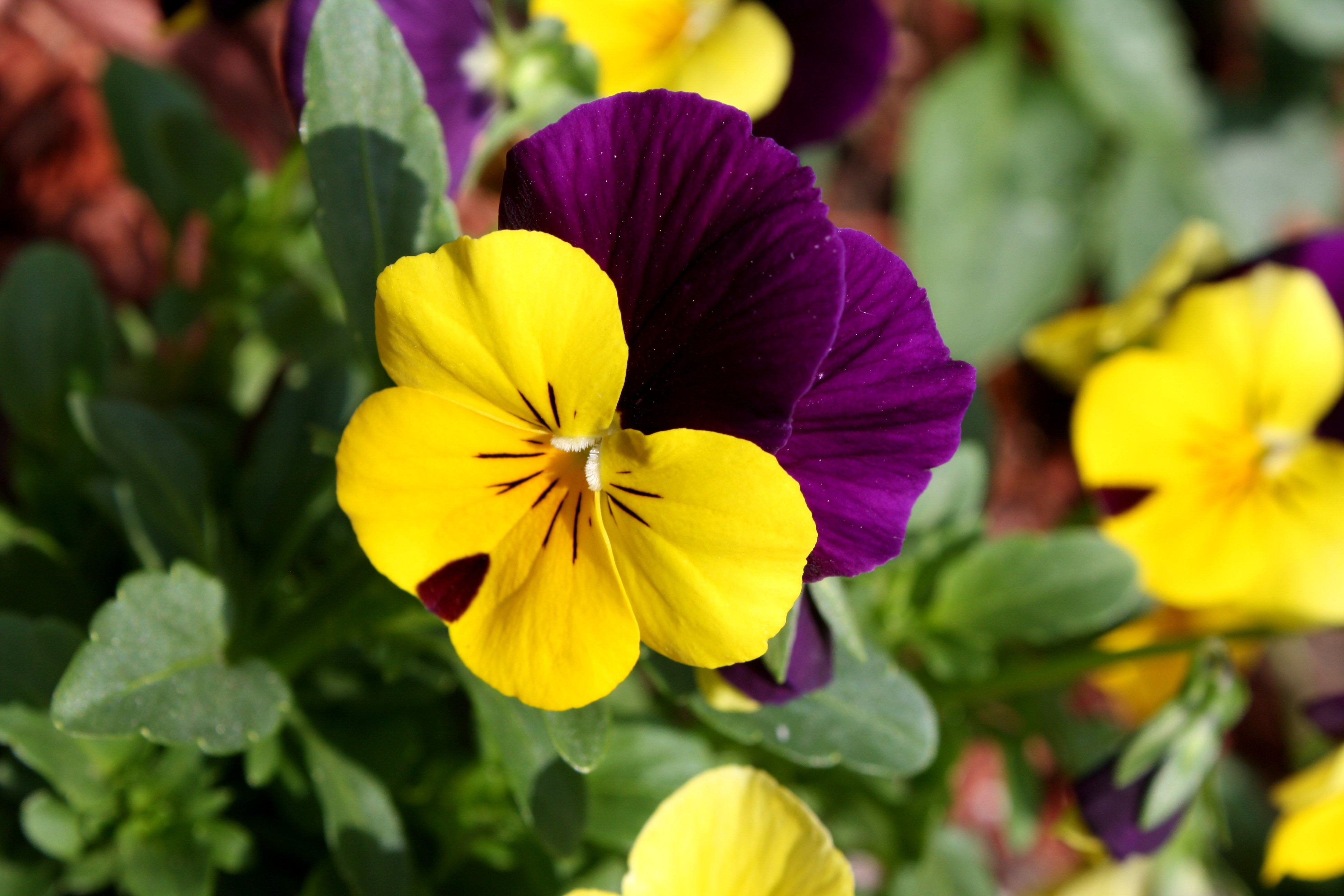 Viola_tricolor_pansy_flower_close_up