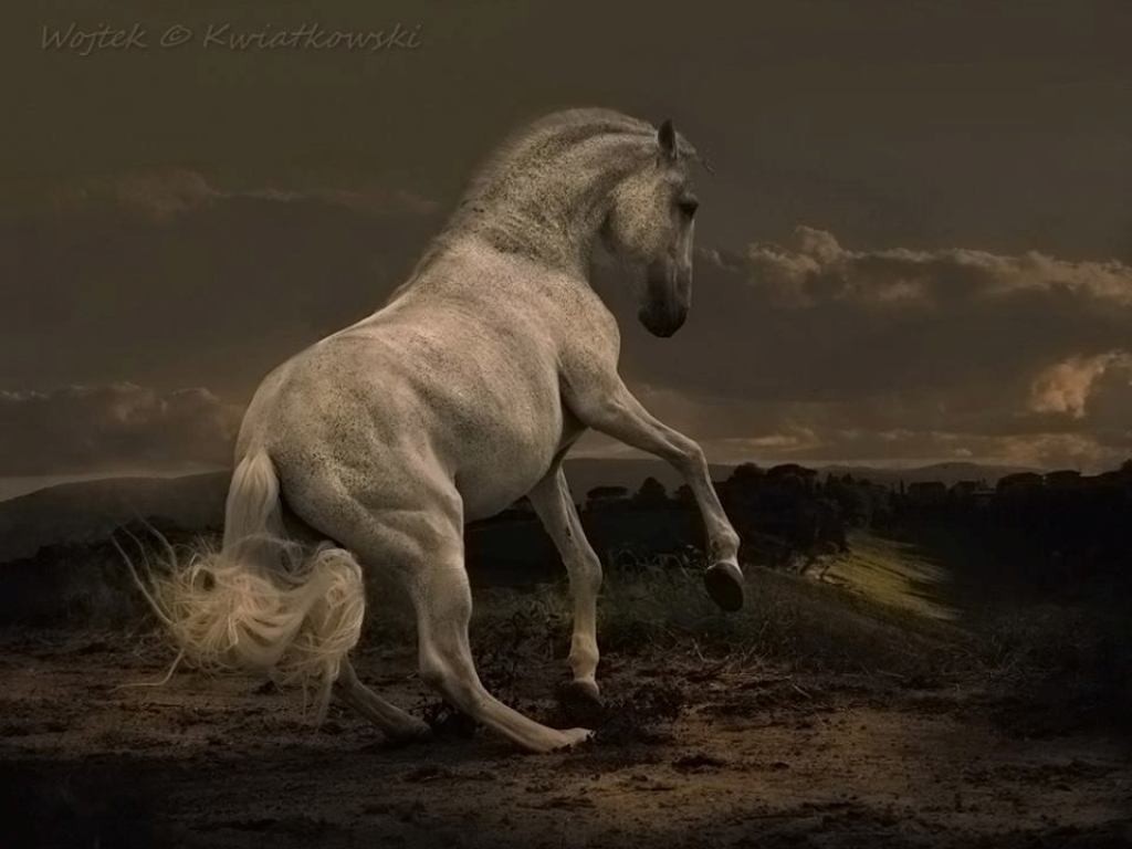 Wojtek Kwiatkowski (10)