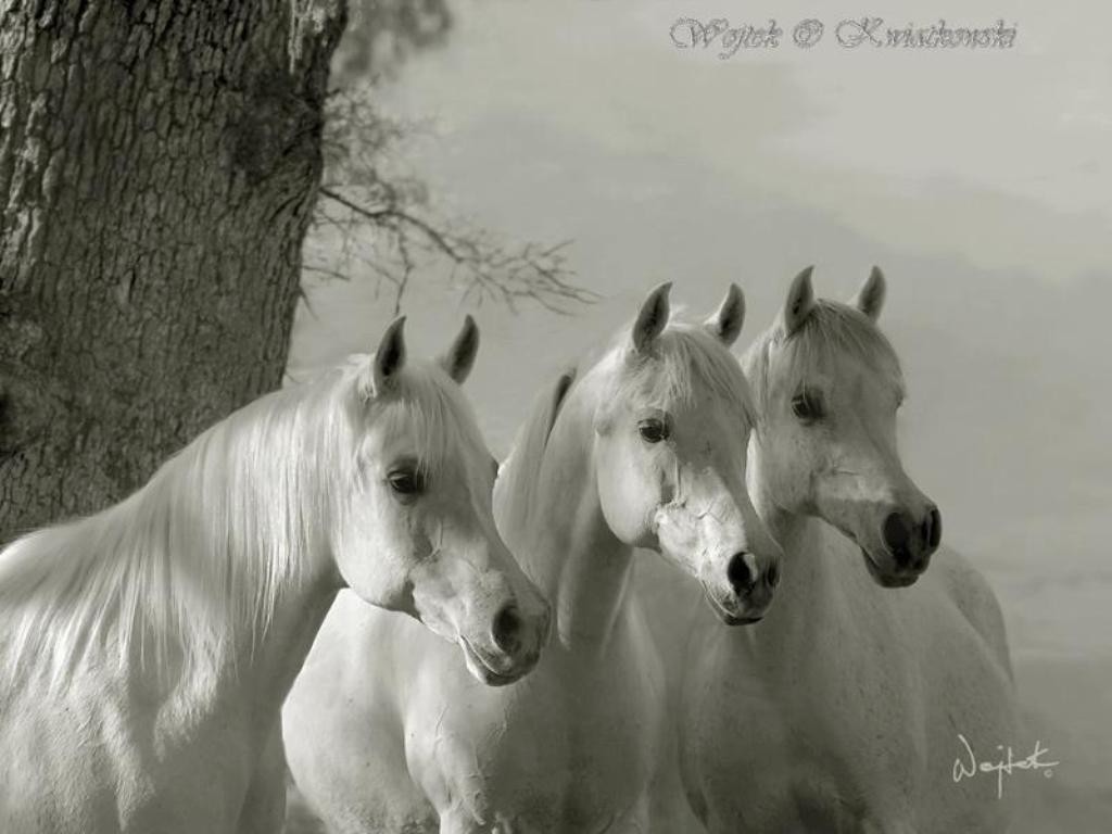 Wojtek Kwiatkowski (11)