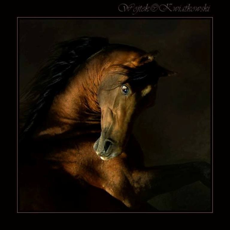 Wojtek Kwiatkowski (2)