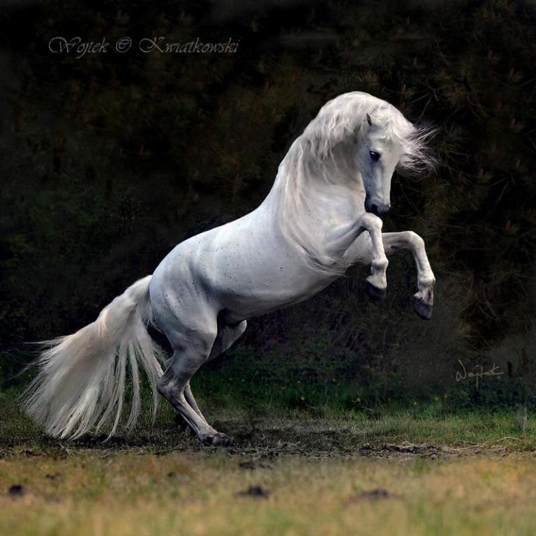 Wojtek Kwiatkowski (5)