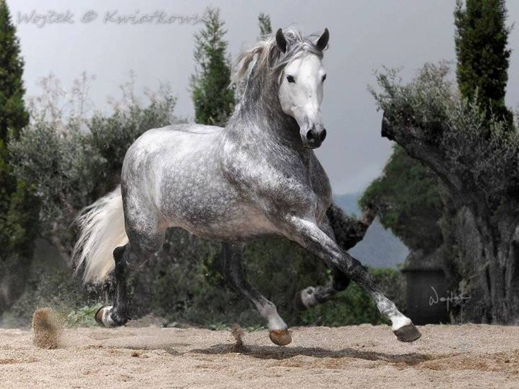 Wojtek Kwiatkowski (6)