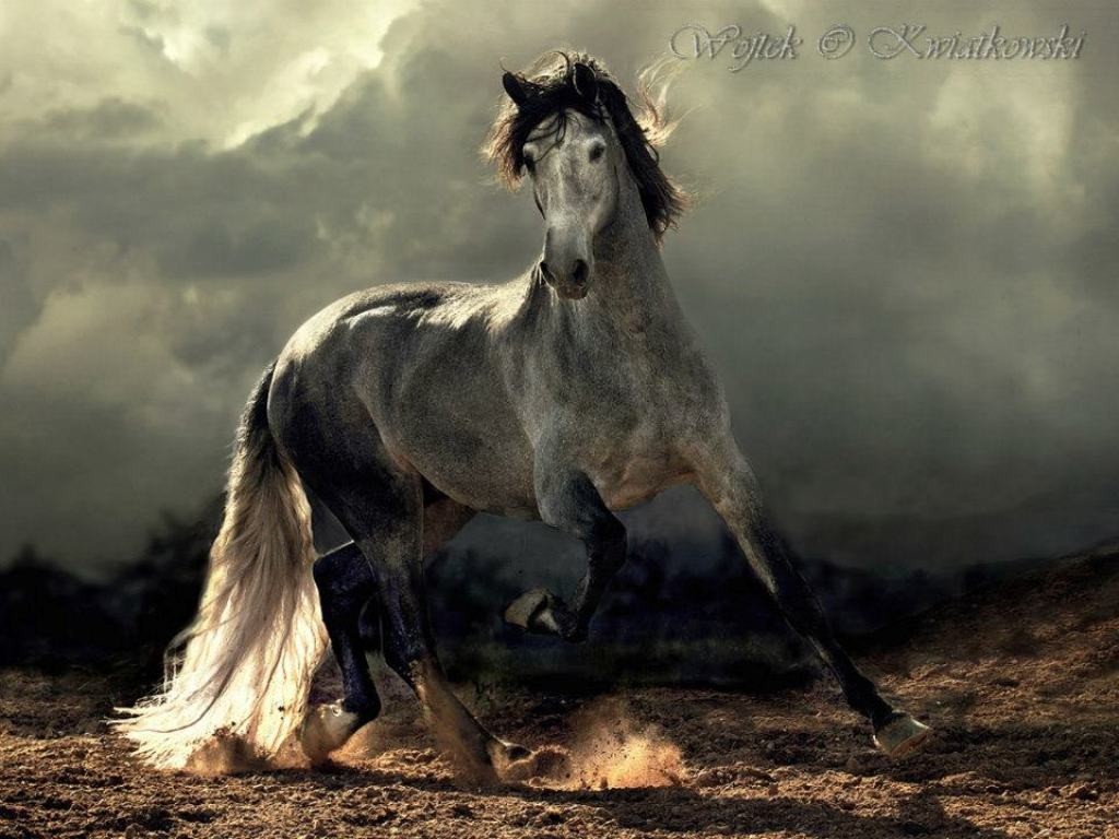 Wojtek Kwiatkowski (7)