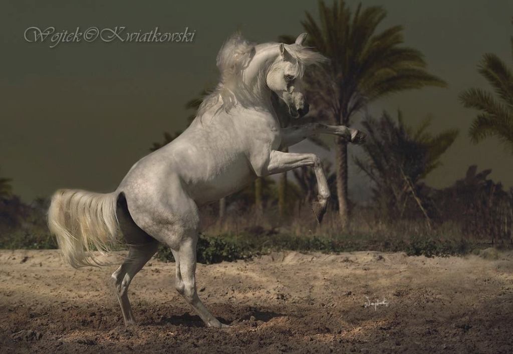 Wojtek Kwiatkowski (8)