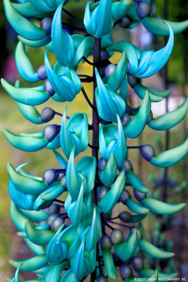 Jade Vine
