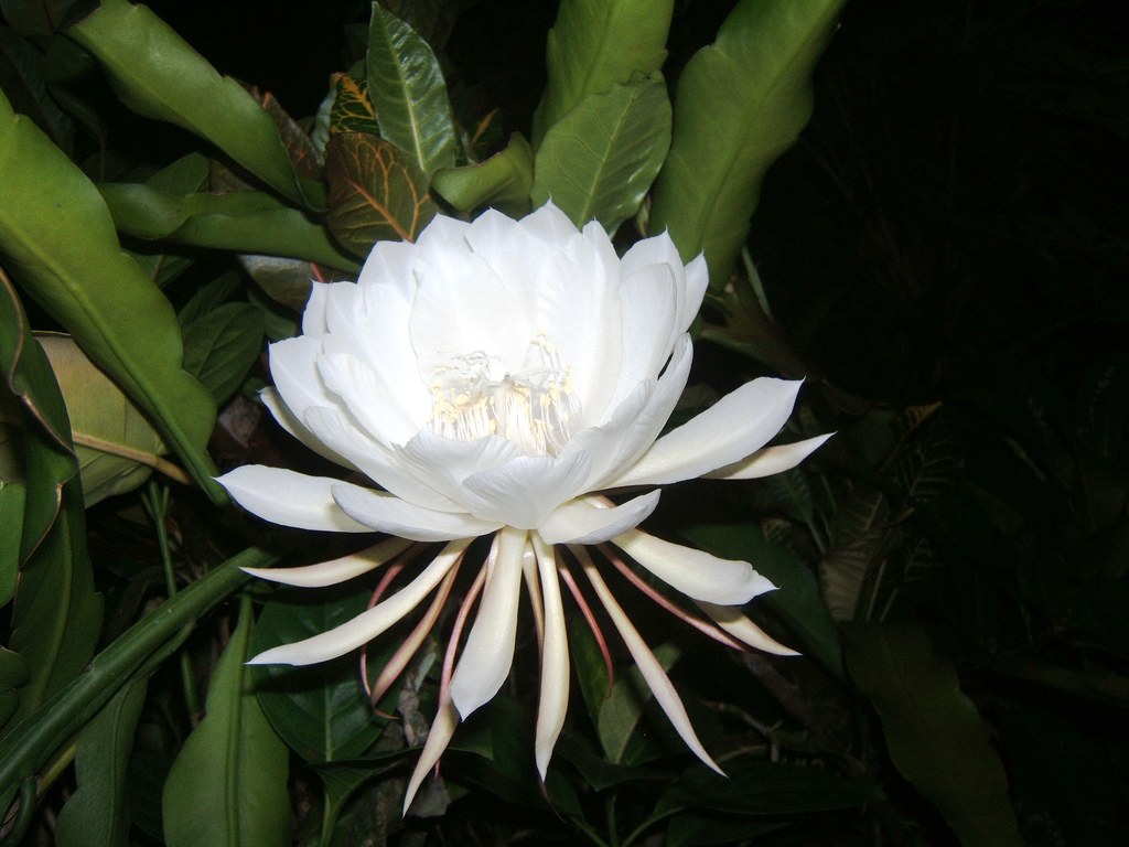 Kodupul Flower