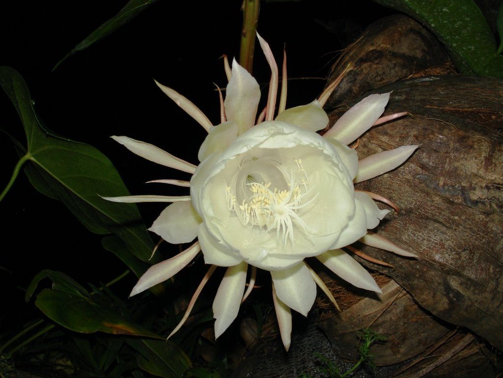Kodupul Flower