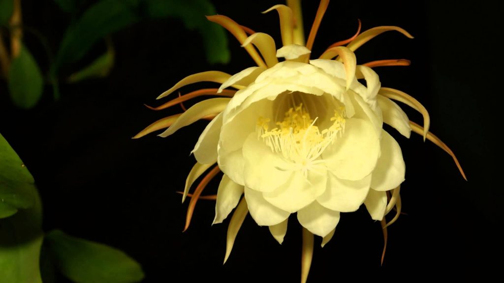 Botanical Treasures: Discovering the 10 Rarest Flowers in Existence