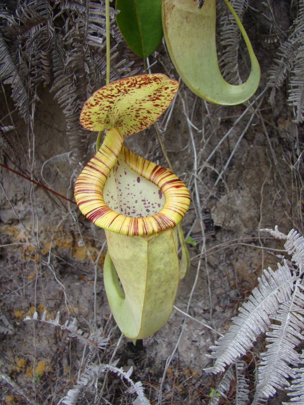Nepenthes Tenax