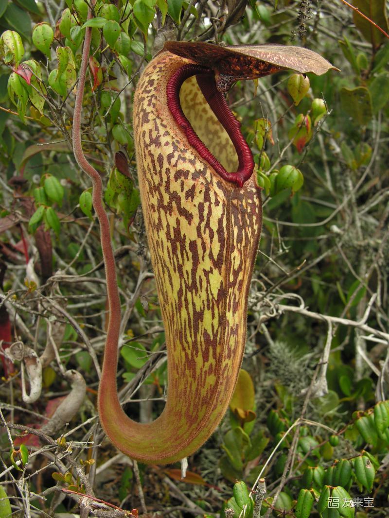 Nepenthes Tenax