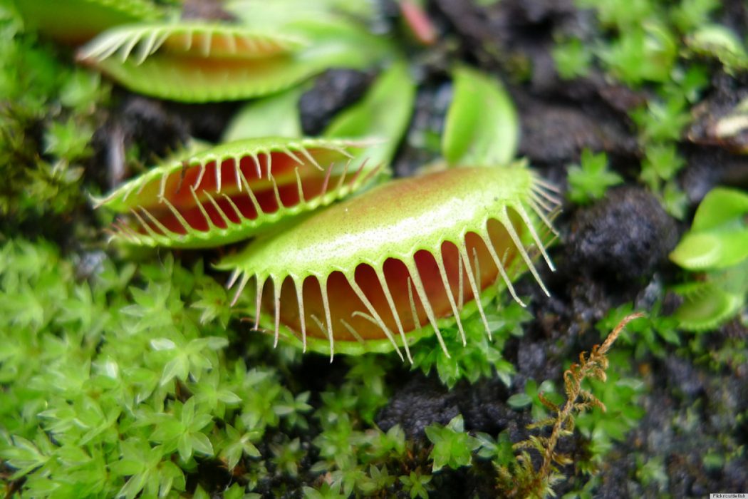 Venus Flytrap