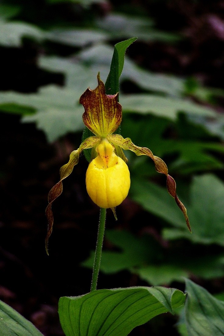 Yellow and Purple Lady Slippers