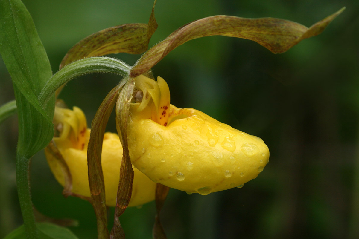 Yellow and Purple Lady Slippers