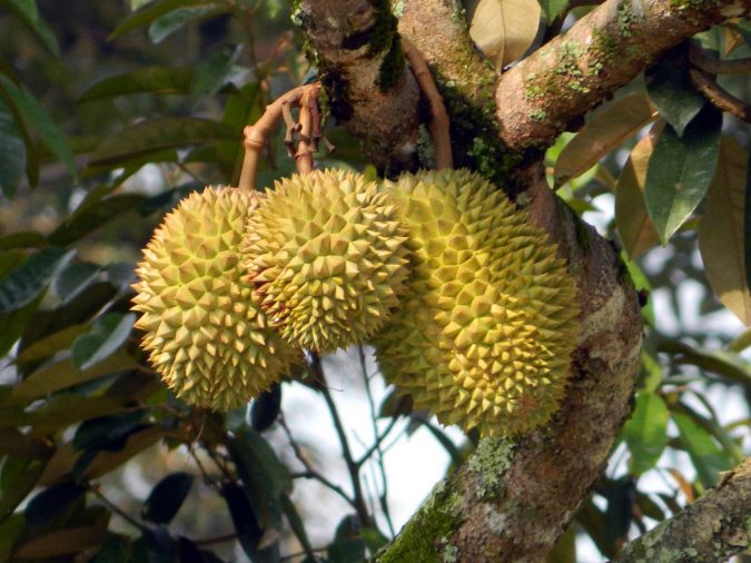 Durian2