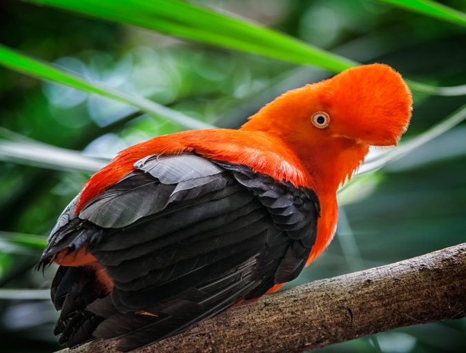 Andean Cock of The Rock2
