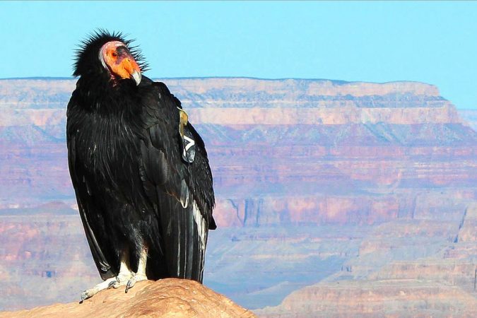 California Condor Unusual Birds1