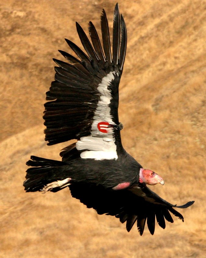 California Condor Unusual Birds2
