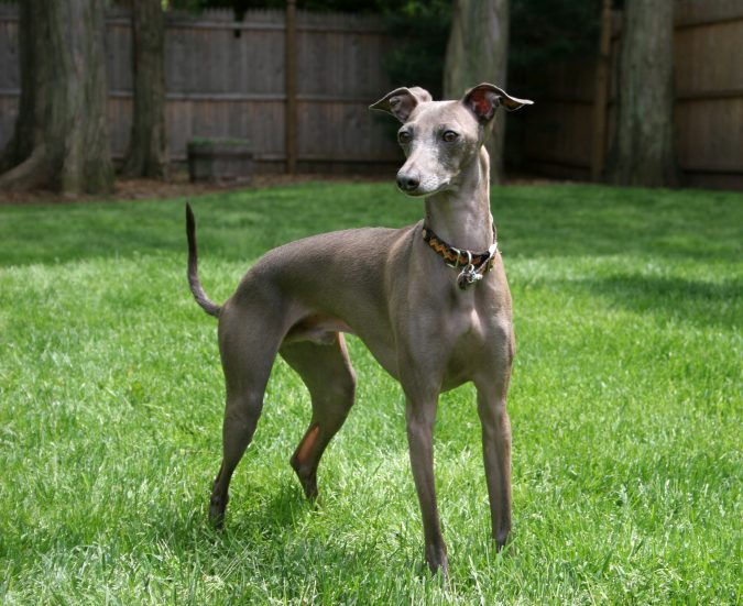 Italian Greyhound Dog1