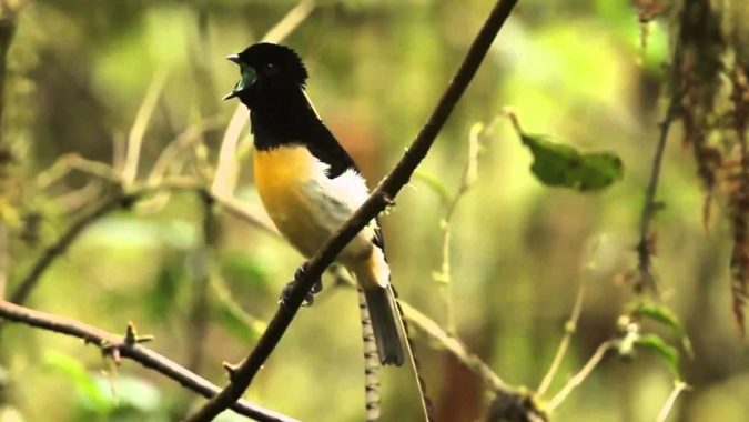 King of Saxony Bird of Paradise1