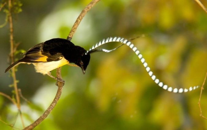 King of Saxony Bird of Paradise2