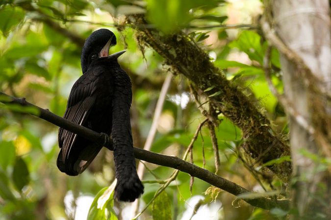 Long Wattled Umbrellabird1