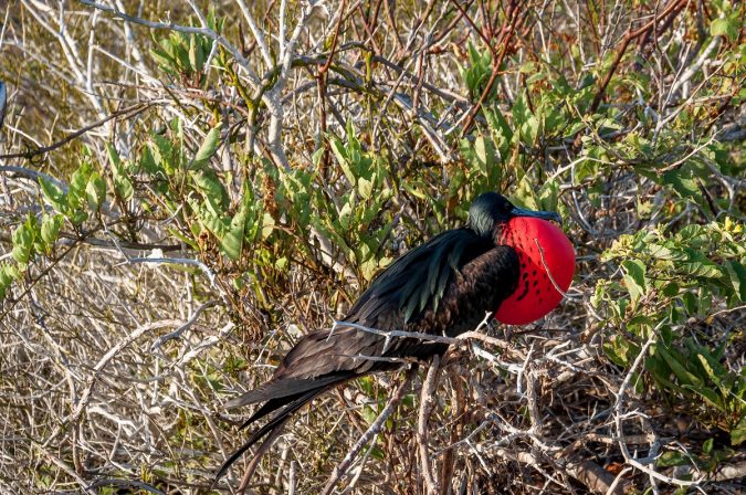 Magnificent Frigate Unusual Birds0