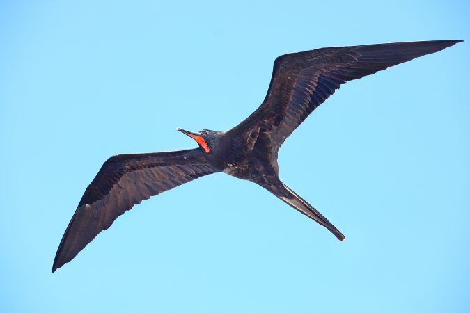 Magnificent Frigate Unusual Birds2