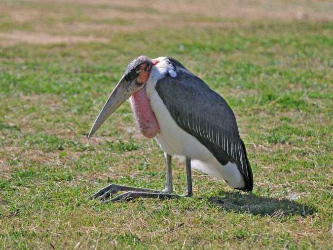 Marabou Stork1