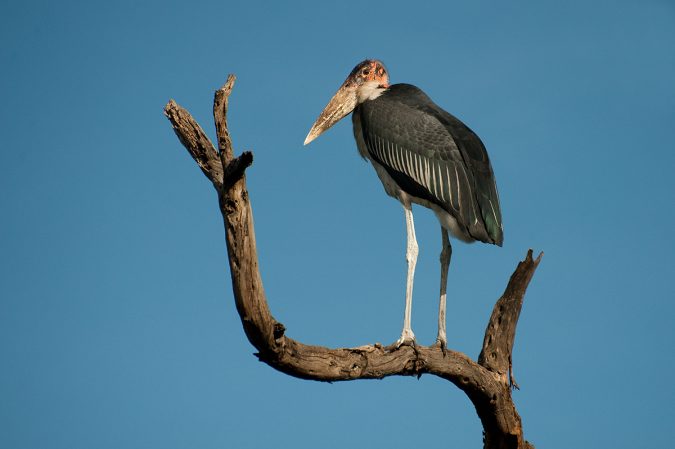 Marabou Stork2