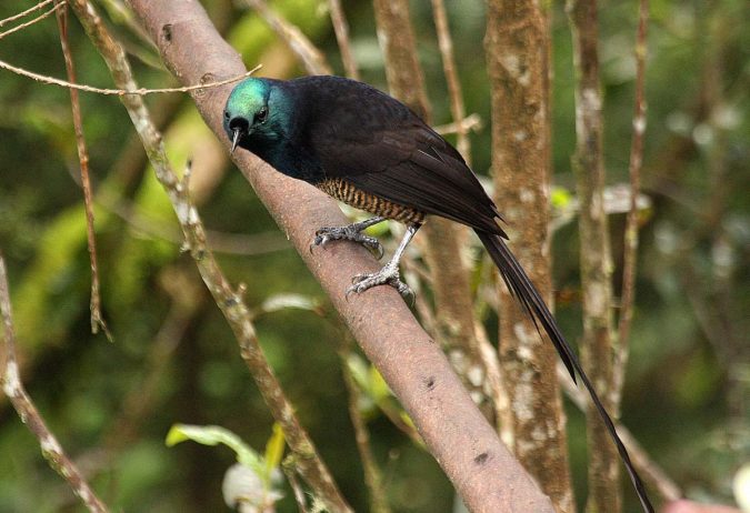 Ribbon Tailed Astrapia3