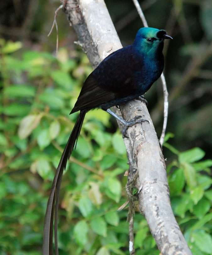 Ribbon Tailed Astrapia4
