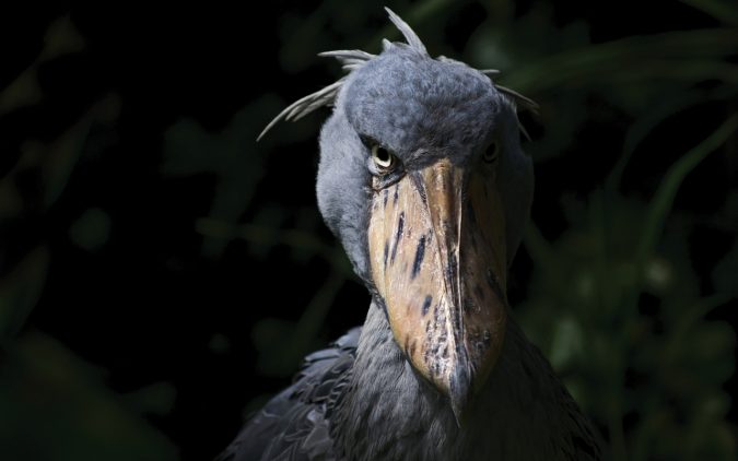 Shoebill1