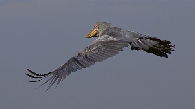 Shoebill2