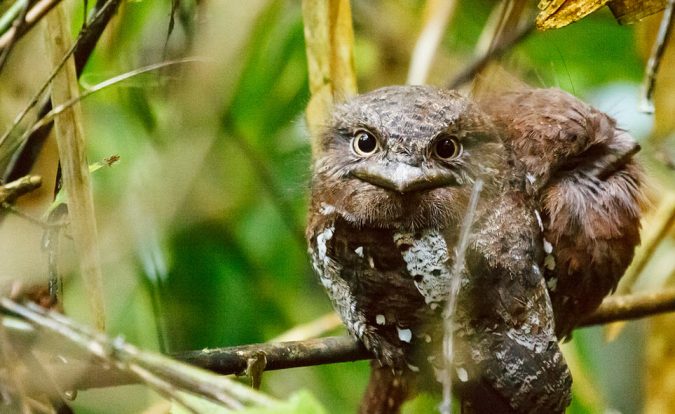 Sri Lanka Frogmouth2