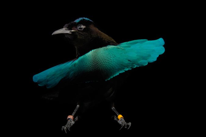 Superb Rare Bird of Paradise1