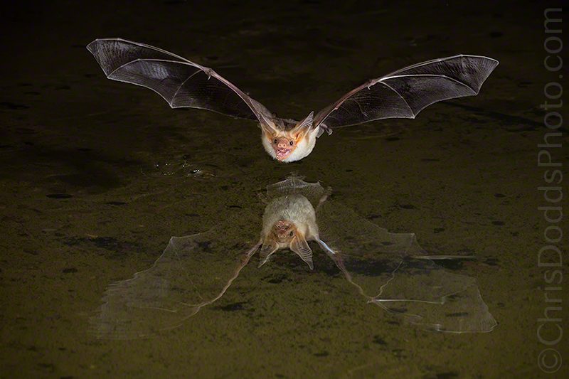 Pallid Bat Reflection