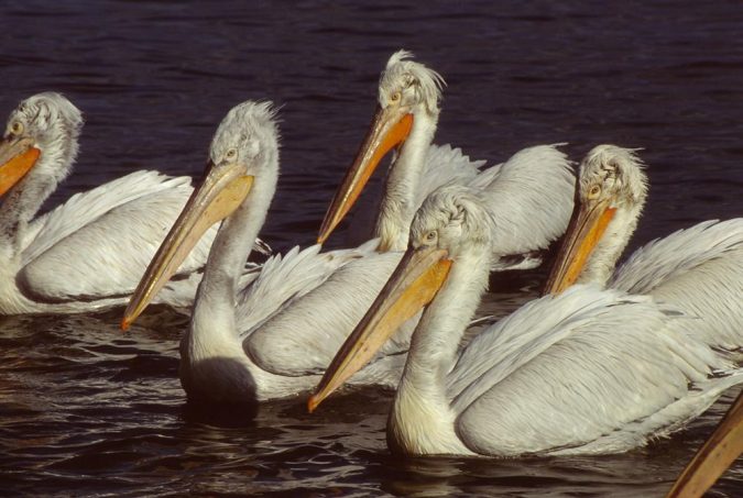 dalmatian-pelican3
