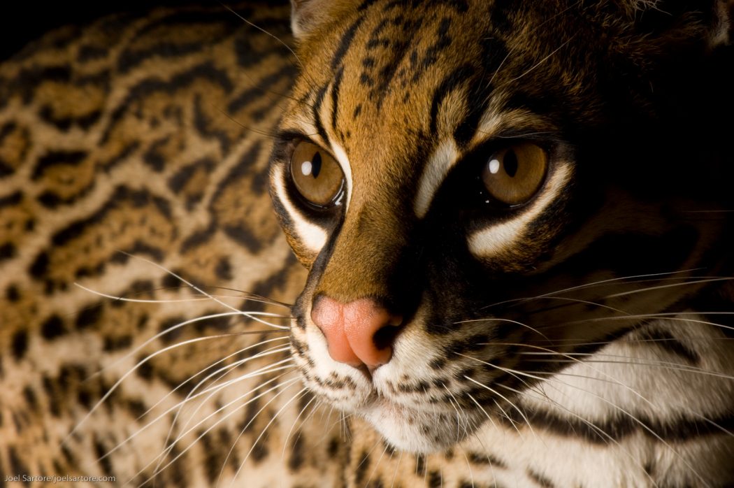 Ocelot (Leopardis pardalis), a secretive species that is down to just a handful in the United States. Its population in Central and South American remains unknown.