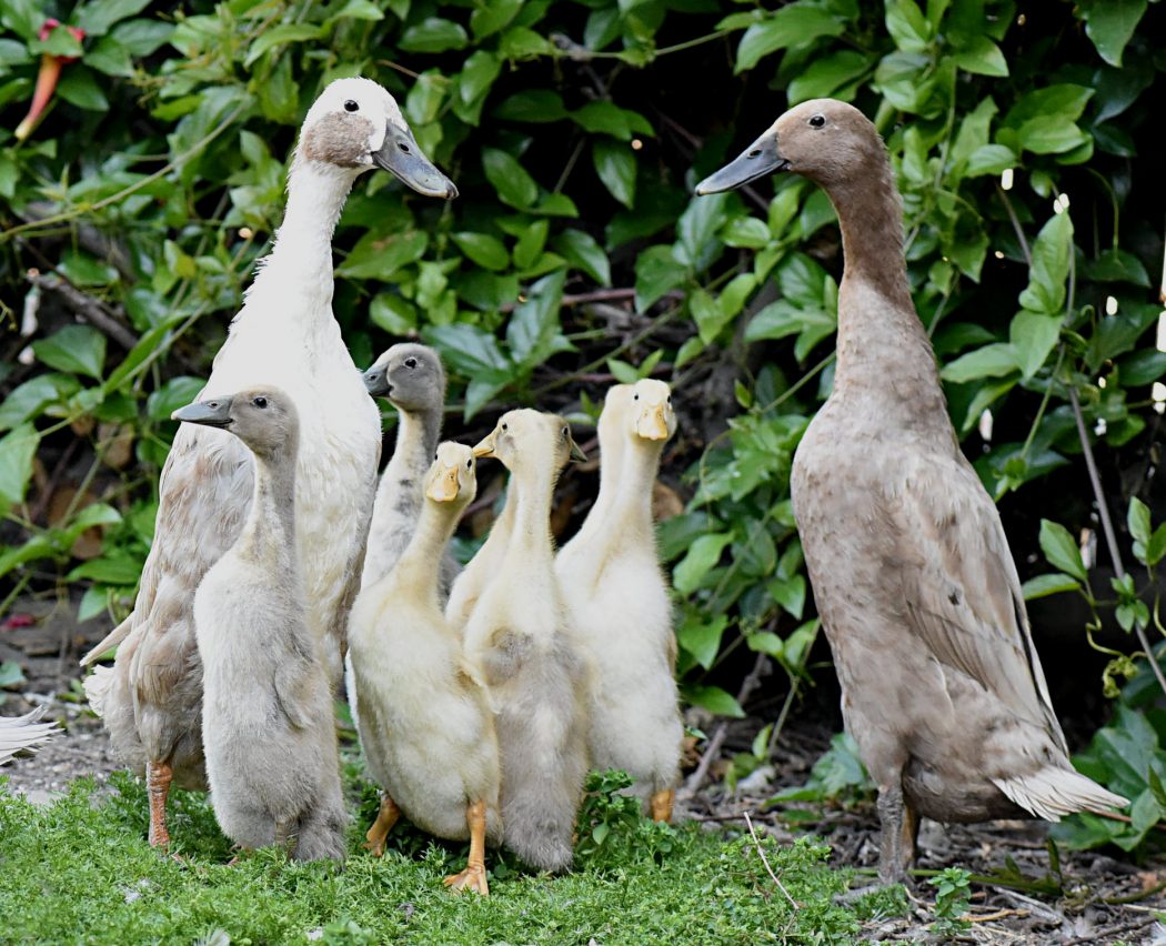 lame-duck-day2