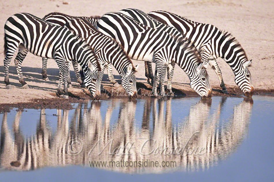 Plains zebras drinking, Kenya Africa