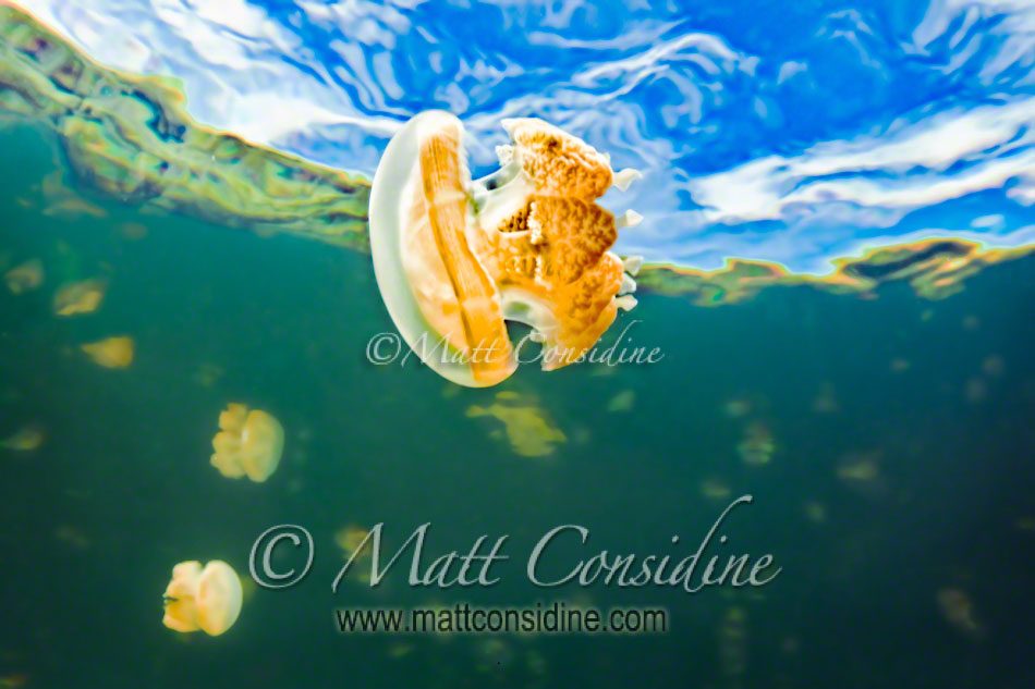 A stingless jellyfish suspended in space. The surrounding trees are visible through the water. The stingless jellyfish evolved over millions of years inside the protected lake, Palau Micronesia. (Photo by Matt Considine - Images of Asia Collection)
