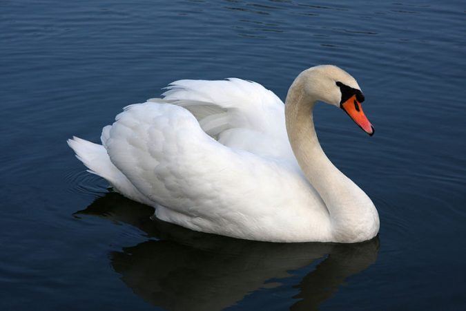 the-swan